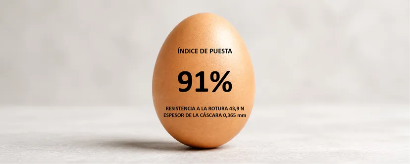 Figura 2: Porcentaje de puesta, resistencia a la rotura y espesor de la cáscara al final de la prueba.