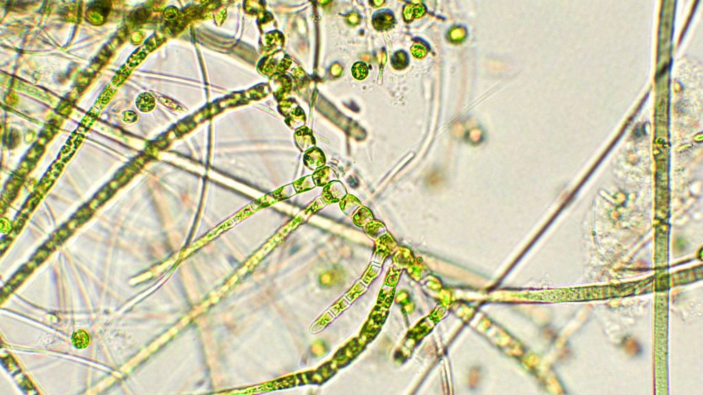 Toxin Management