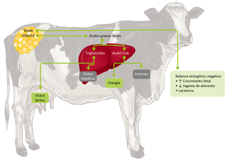 Figura 1: Representación esquemática del metabolismo durante el periodo de transición