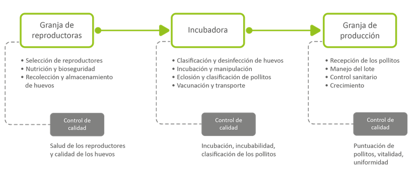 Figura 2: los factores que influyen en la calidad de los pollitos en diferentes etapas.