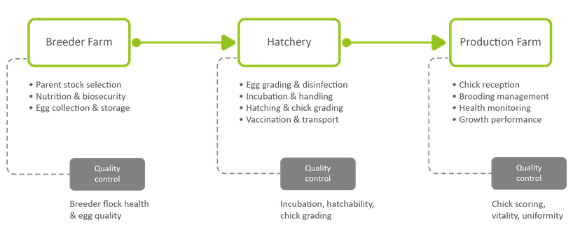 Figure 2: The influences on chick quality at different stages.