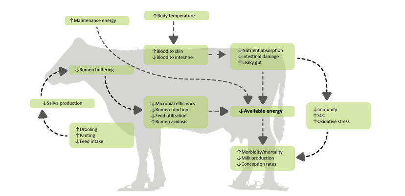 Figure 5: Heat stress is a combination of internal and external stimuli