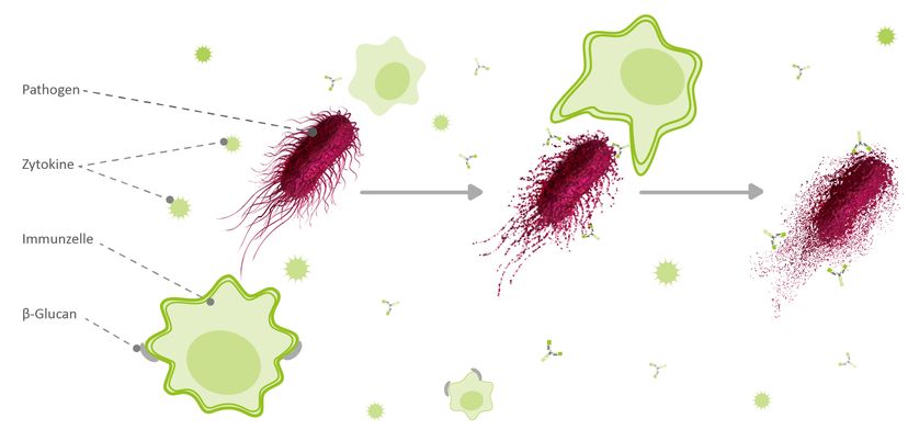 Abbildung 2: Aktivierung des Immunsystems durch β-1,3/1,6-Glucane (schematische Darstellung)
