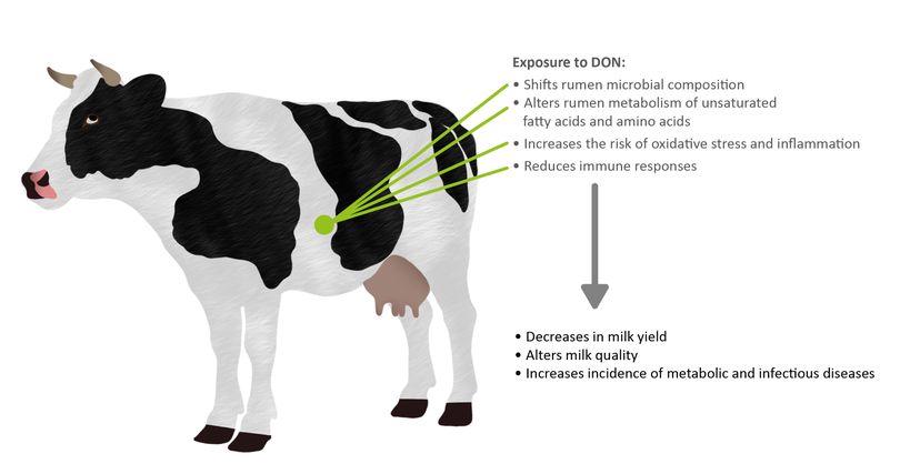Figure 1: The effects of DON exposure to the health and productivity of dairy cows