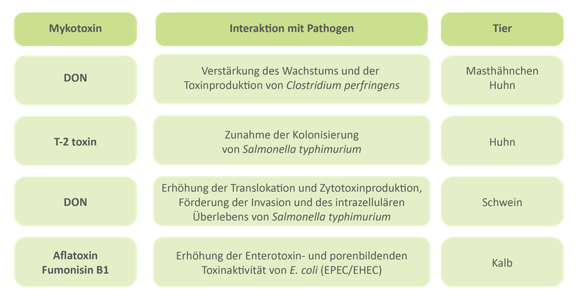 Abbildung 3: Wechselwirkungen zwischen Mykotoxinen und Krankheitserregern im Darm