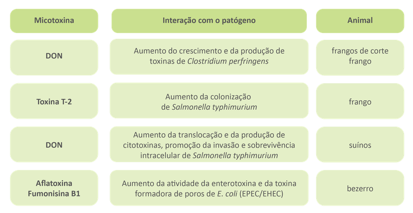 Figura 3: As interações de micotoxinas e patógenos no intestino