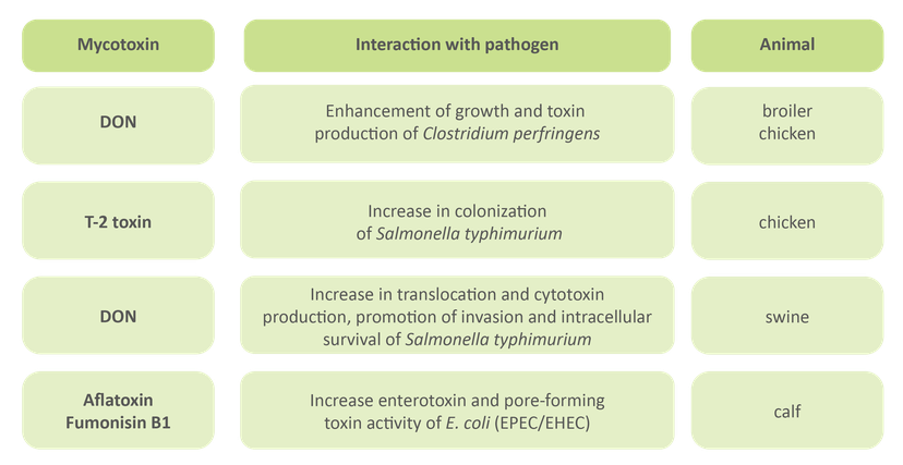 Figure 3: The interactions of mycotoxins and pathogens in the intestine