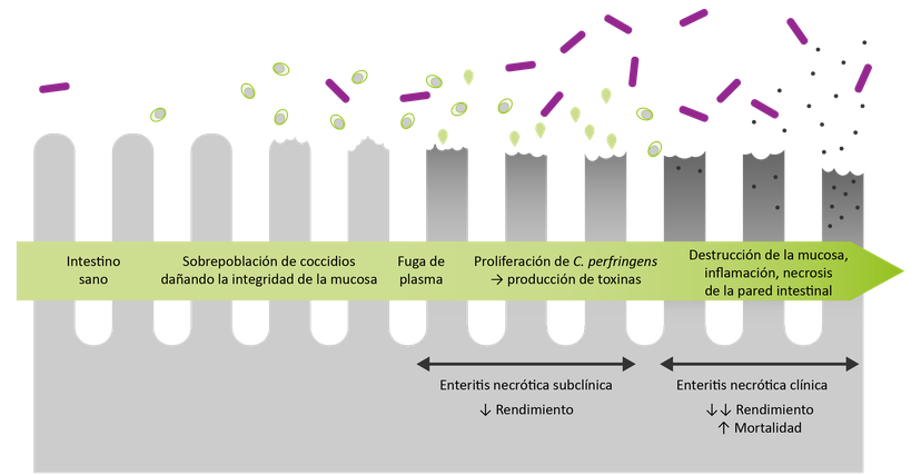 Figura 7: La coccidiosis puede causar una supresión inmunitaria, permitiendo que C. perfringens