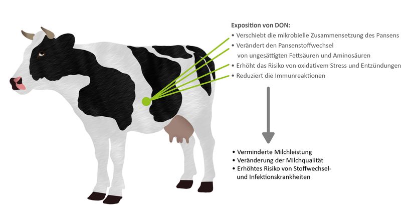 Abbildung 1: Auswirkungen der DON-Exposition auf die Gesundheit und Produktivität von Hochleistungskühen