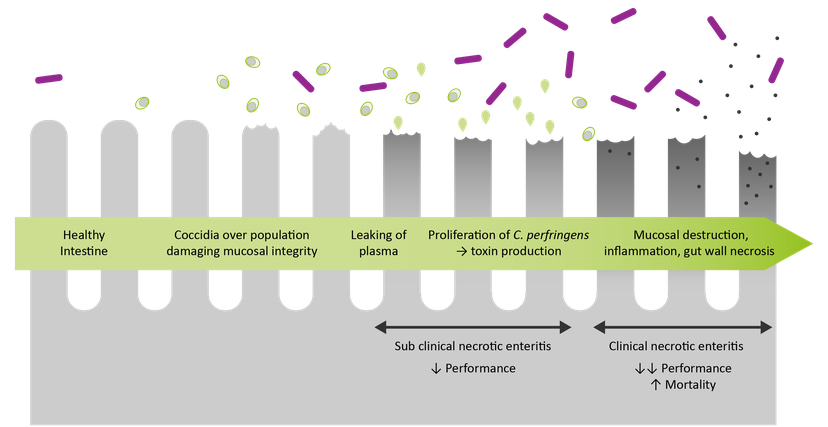 Figure 7: Coccidiosis can cause immune suppression, allowing C perfringens to proliferate