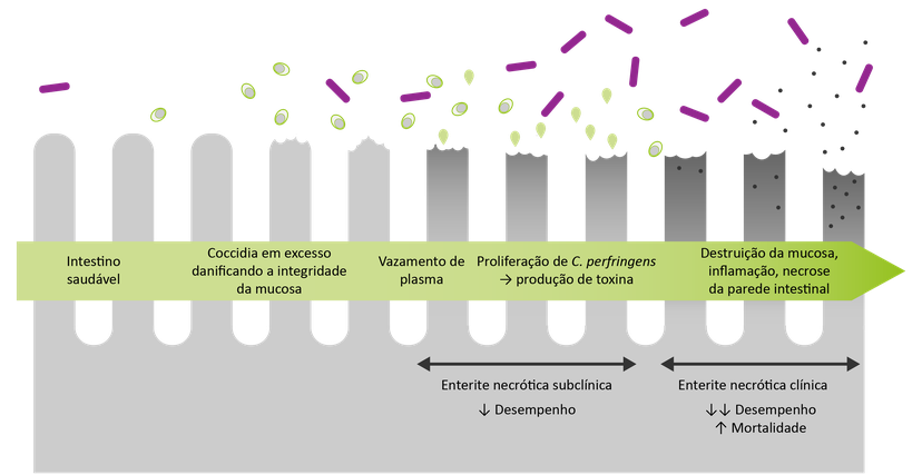 Figura 7: A coccidiose pode causar supressão imunológica, permitindo que o C. perfringens