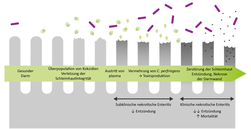 Abbildung 7: Kokzidiose kann eine Immunsuppression verursachen, die es C. perfringens ermöglicht