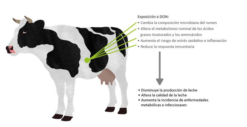 Figura 1: Efectos de la exposición al DON sobre la salud y la productividad de las vacas lecheras