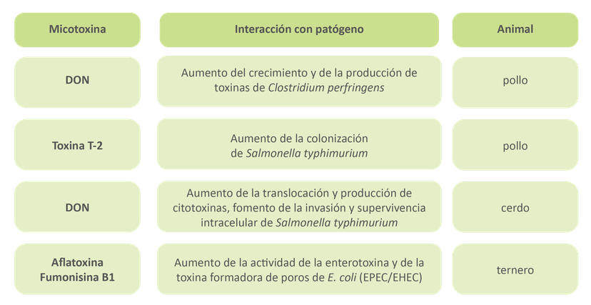 Figura 3: Interacciones de las micotoxinas y los patógenos en el intestino