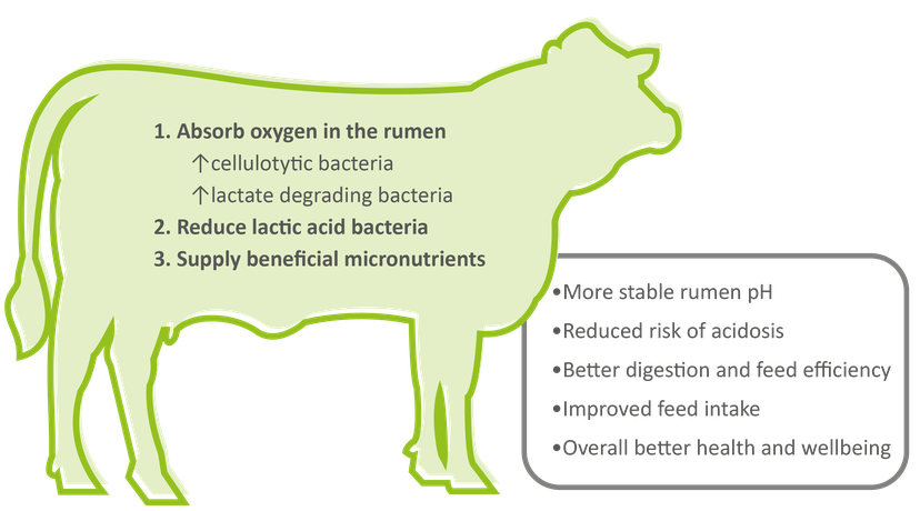 Figure 1: The mechanisms of action and benefits of live yeasts