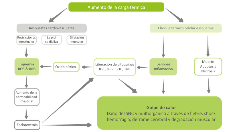 Figura 1: Efectos del estrés por calor en los órganos internos.