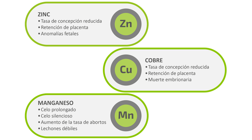 Figura 5: Impacto de las deficiencias de oligoelementos en la fertilidad y la reproducción.