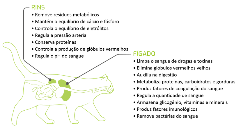 Figura 1: As diversas funções do fígado e dos rins
