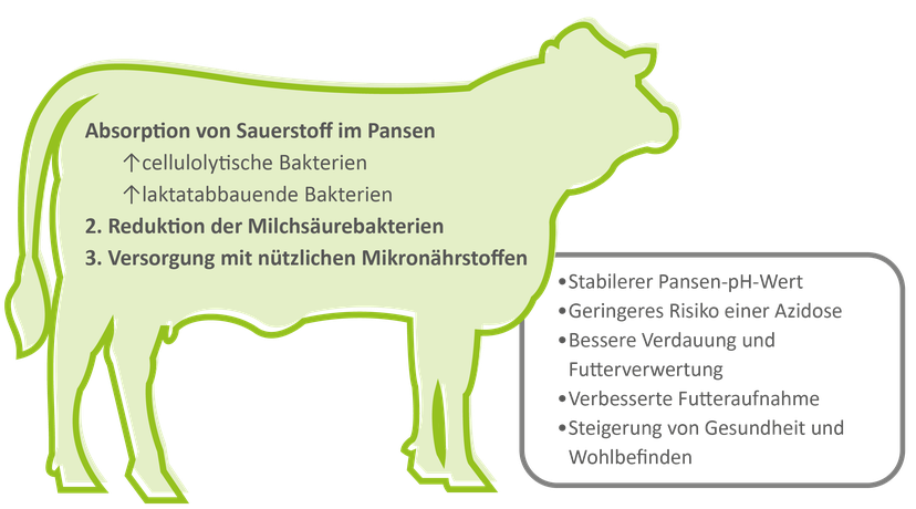Abbildung 1: Die Wirkungsmechanismen und Vorteile von lebenden Hefen