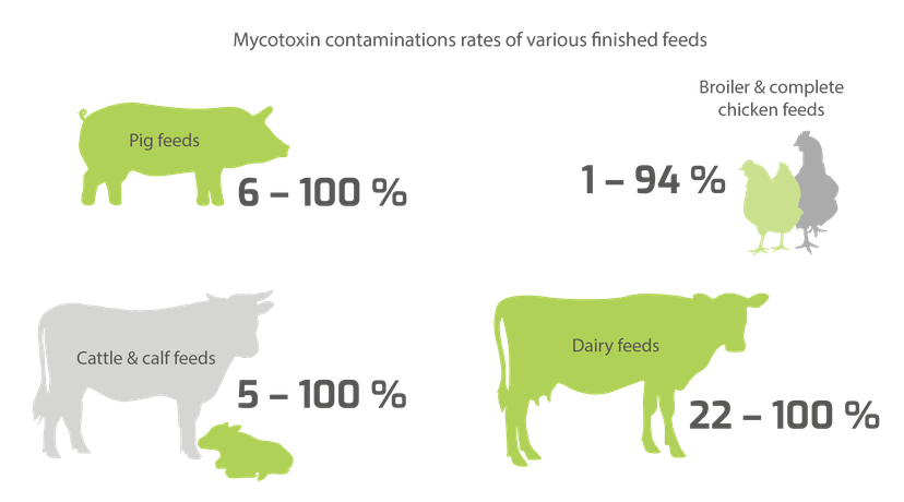 Figure 2: Levels of mycotoxin contamination in various finished feeds