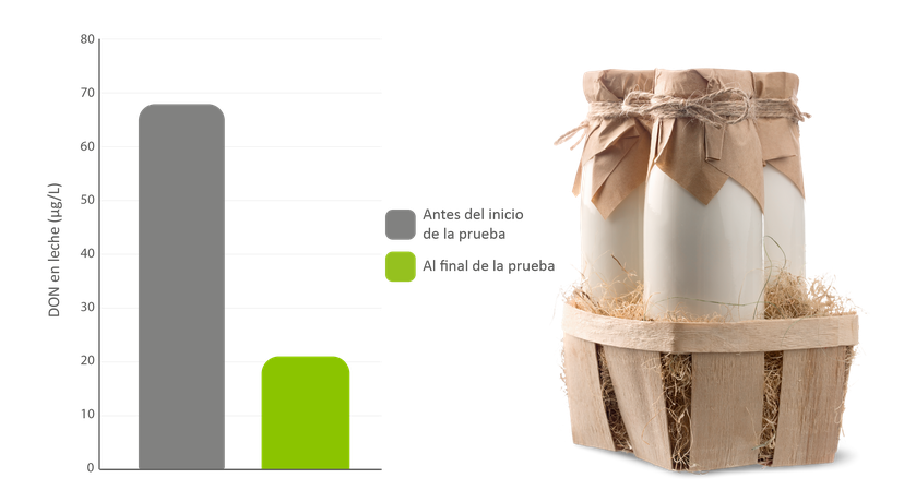 Figura 3: Niveles de contaminación por DON en la leche antes y después de la prueba