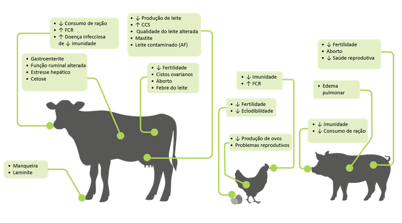 Figura 1: Os efeitos das micotoxinas nos animais dependem da espécie animal