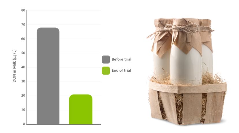 Figure 3: DON contamination levels in the milk before trial start and at the end of the trial
