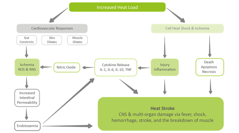 Figure 1: The effects of heat stress on internal organs.