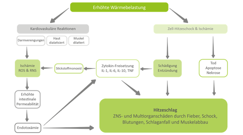 Abbildung 1: Auswirkungen von Hitzestress auf innere Organe