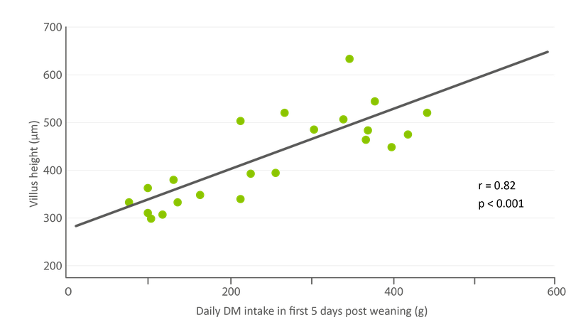 Figure 2: Positive correlation of feed intake and gut physiology (villus height) in weaned piglets