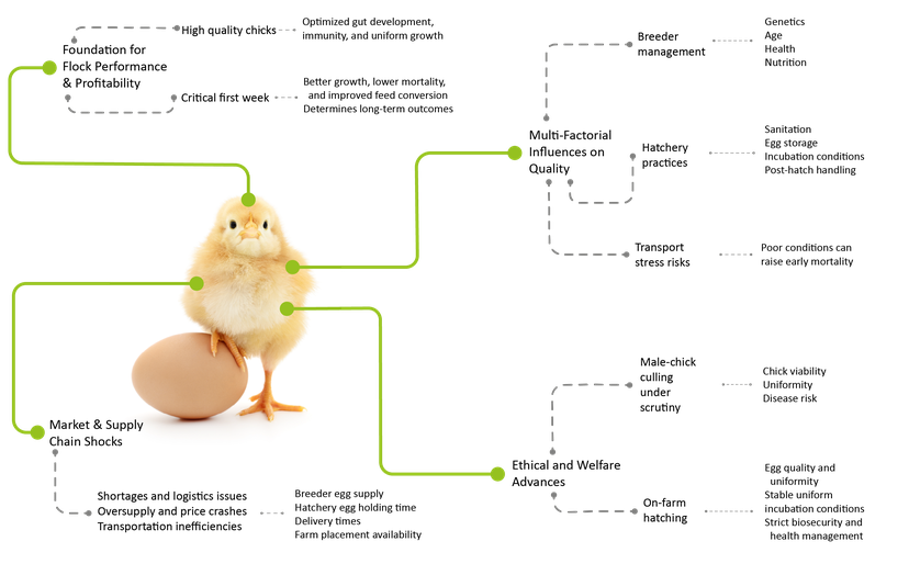 Figure 1: What affects the quality of day-old chicks