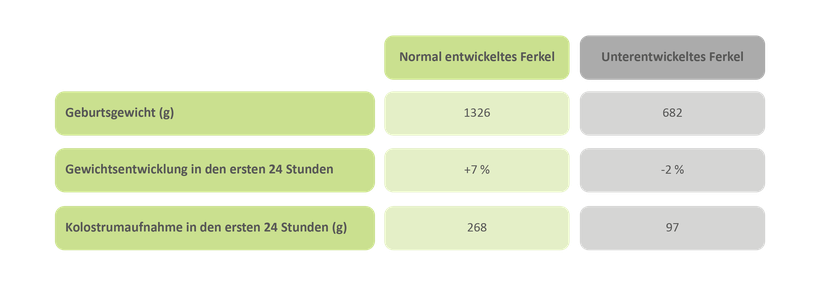 Abbildung 1: Unterentwickelte Ferkel nehmen in den ersten 24 Lebensstunden