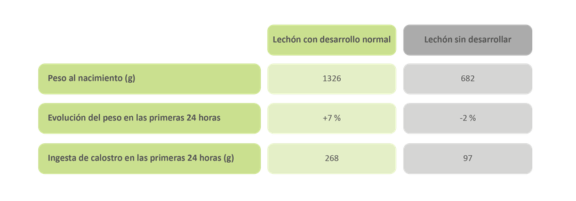 Figura 1: Los lechones subdesarrollados consumen menos calostro en las primeras 24