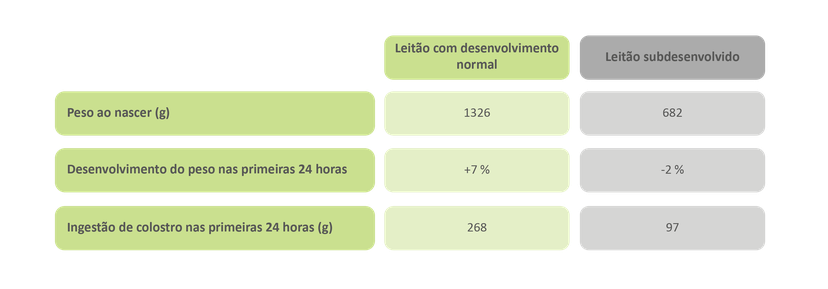 Figura 1: Os leitões subdesenvolvidos consomem menos colostro nas primeiras 24