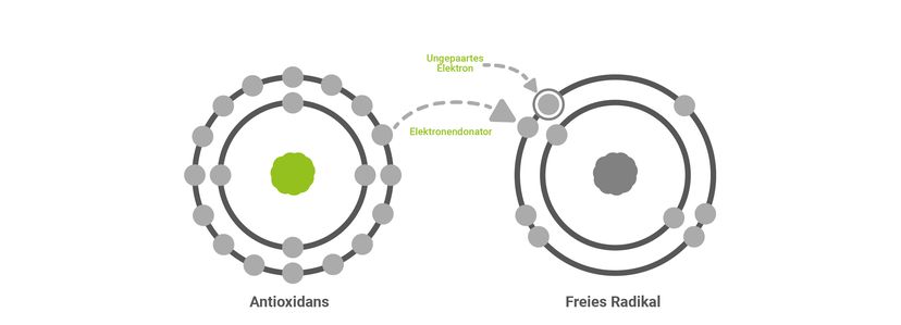 Abbildung 4 - BetaTrace® reduziert freie Radikale als Teil des antioxidativen Systems