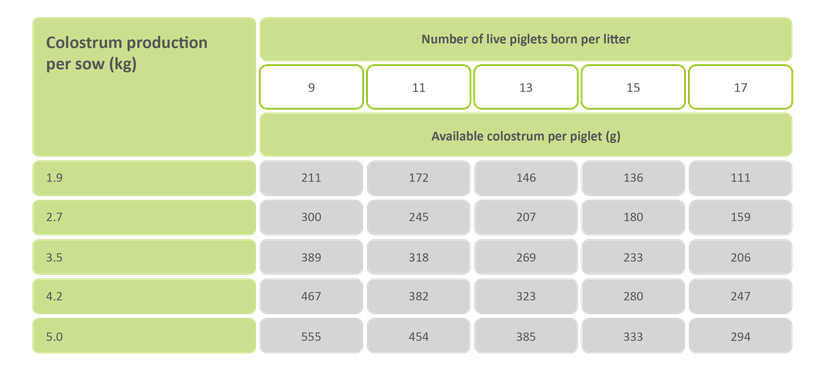 Figure 2: As litter size increases, the amount of colostrum available per piglet