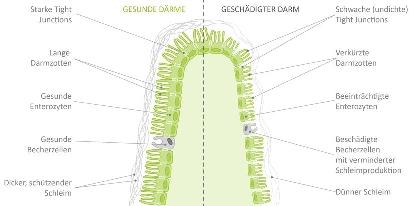Abbildung 3 - Die Bestandteile eines gesunden Darms und einer starken Darmbarriere