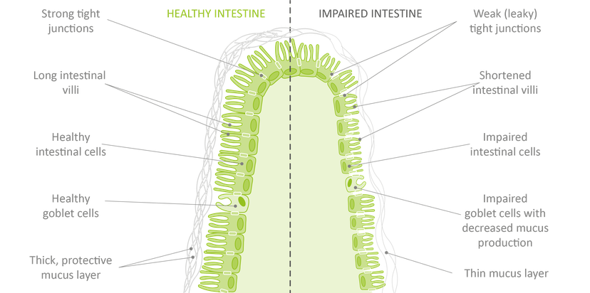 Figure 4: The effects of mycotoxins on the gut epithelium