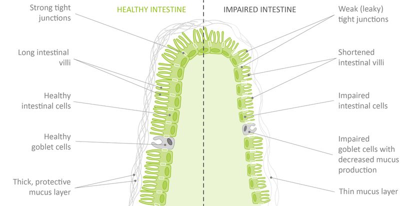 Figure 3 - The parts of a healthy intestine and a strong intestinal barrier