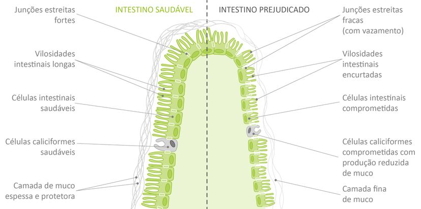 Figura 3 - partes de um intestino saudável e uma barreira intestinal forte