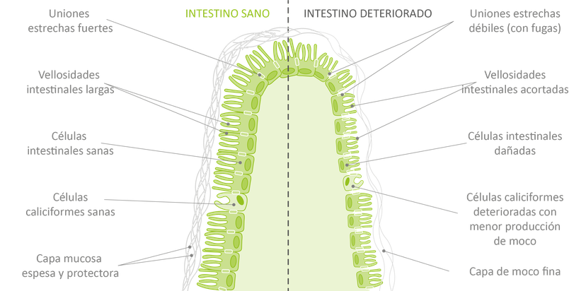 Figura 4: Efectos de las micotoxinas en el epitelio intestinal