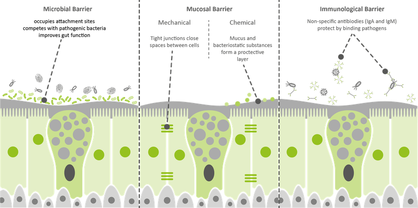Figure 2: The intestinal monolayer maintains a strong barrier against toxins