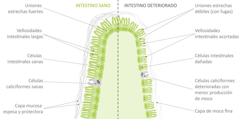 Figura 3 - Las partes de un intestino sano y una barrera intestinal fuerte