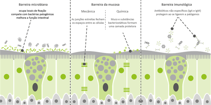 Figure 2: A monocamada intestinal mantém uma forte barreira contra toxinas