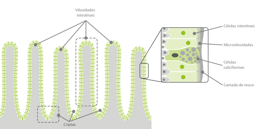 Figure 1: Estrutura de um trato intestinal saudável