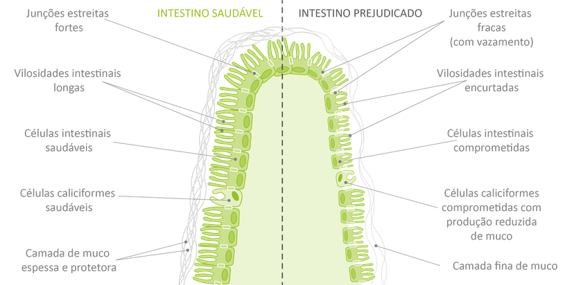 Figura 4: Os efeitos das micotoxinas no epitélio intestinal