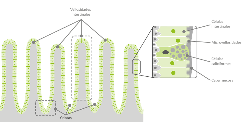 Figura 1: Estructura de un tracto intestinal sano