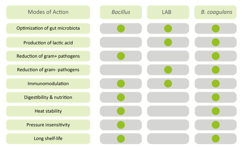 Figure 1: The different main advantages of Bacillus probiotics, lactic acid producing probiotics, and B coagulans