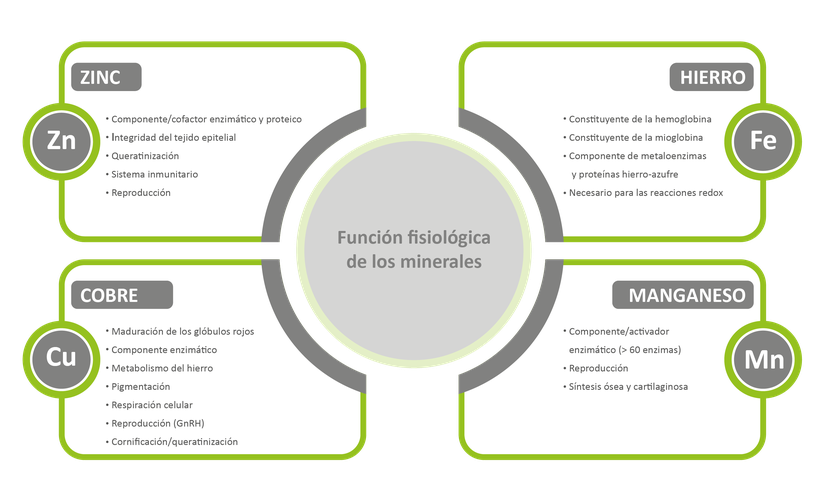 Figura 1 - Las numerosas funciones esenciales de los microminerales