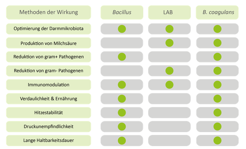 Abbildung 1: Die verschiedenen Vorteile von Bacillus Probiotika, Milchsäure produzierenden Probiotika und B. coagulans